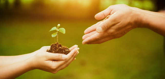 H&auml;nde &uuml;bergeben sich eine kleine Pflanze